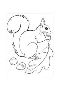 disegni da colorare e stampare scoiattoli che rosicchia la foglia