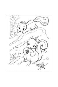disegni da colorare e stampare scoiattoli nel bosco