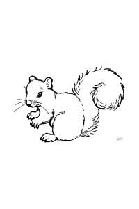 disegni da colorare e stampare scoiattolo con coda