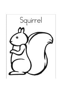 disegni da colorare e stampare scoiattolo squirrel