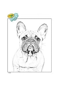 disegni da colorare in formato A4 bulldog francese